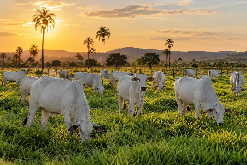 Boiada de Nelore pastando no fim da tarde