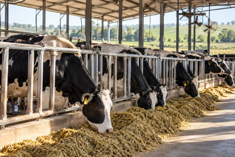 Vacas holandesas no cocho