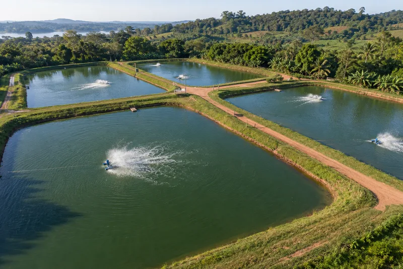 Tanques de peixe com aeradores, vistos de cima